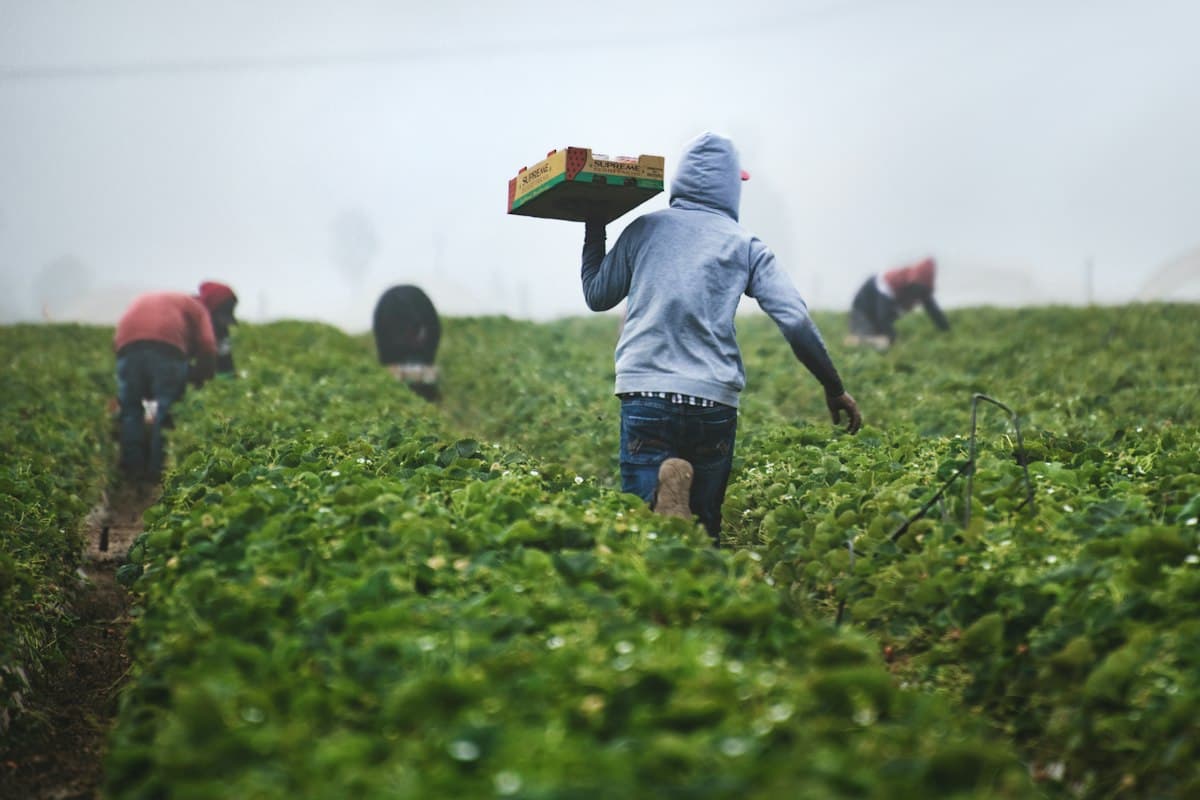 Logística y despachos agroindustriales